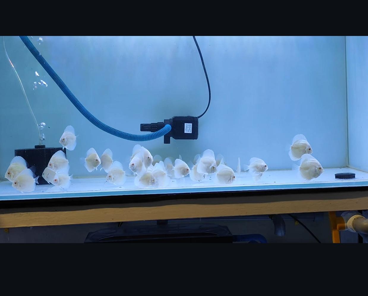 Albino Platinum