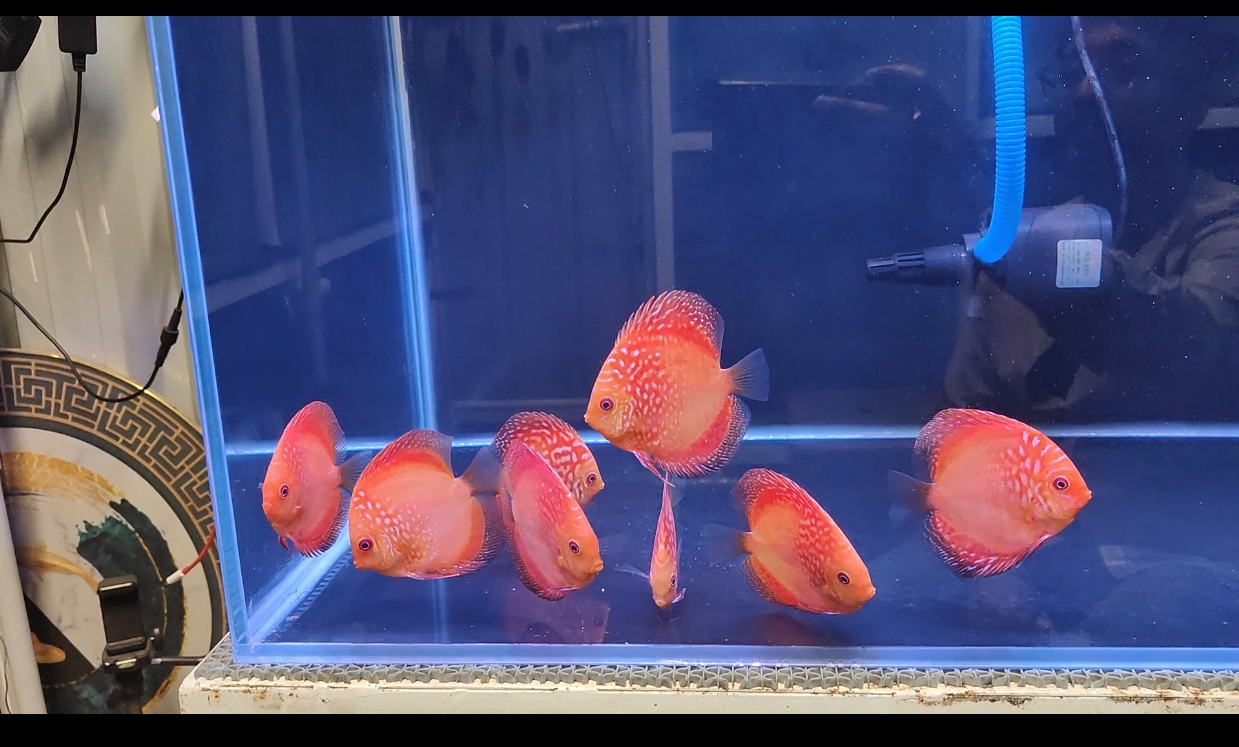 Marlboro Red Discus