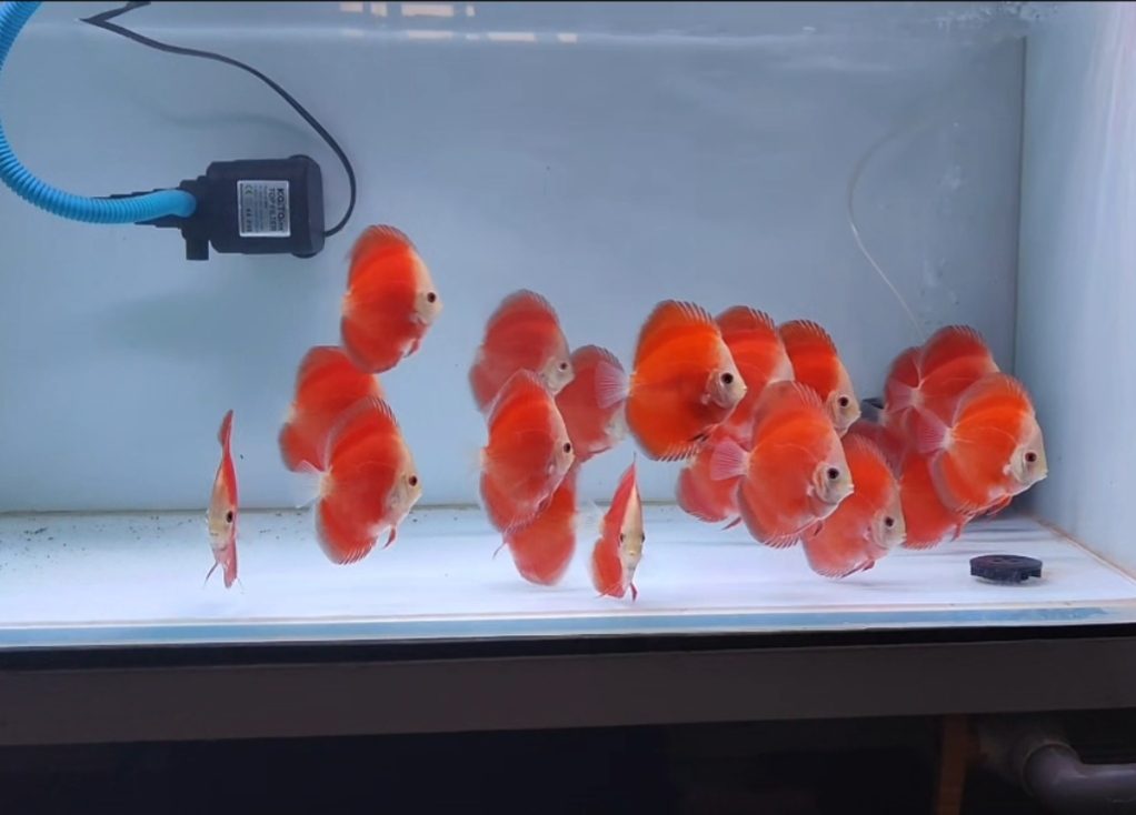Red Ninja Discus