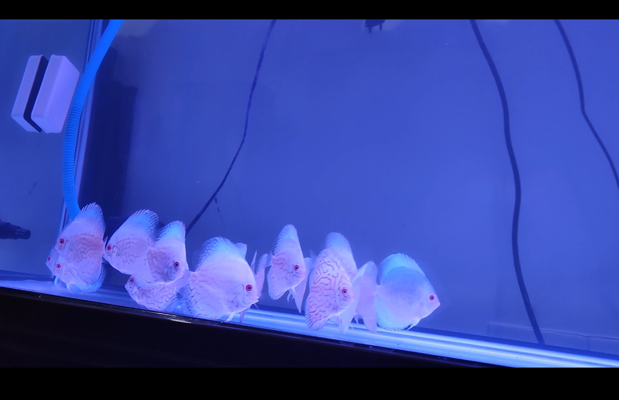 White Butterfly Discus