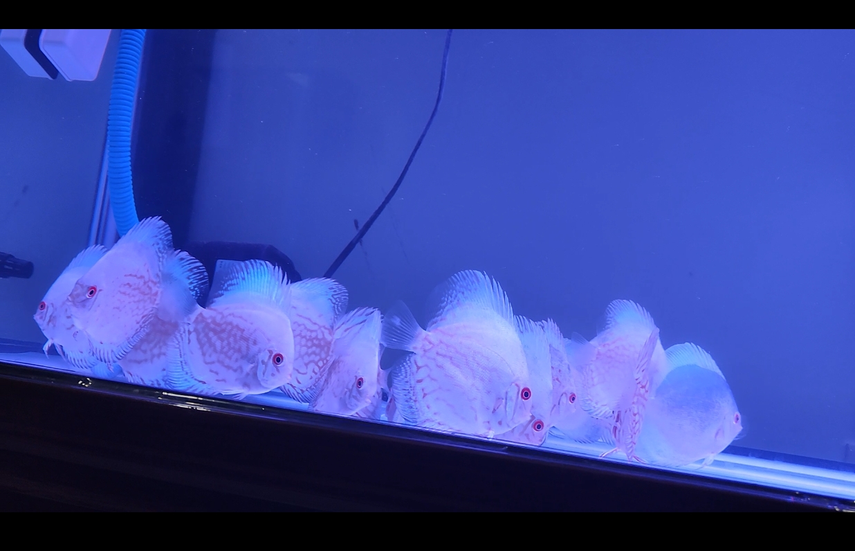 White Butterfly Discus, view 2