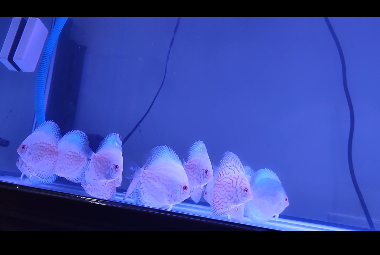 White Butterfly Discus, view 3