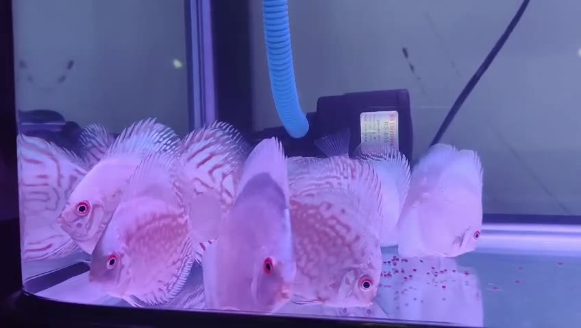 White Butterfly Discus, view 4
