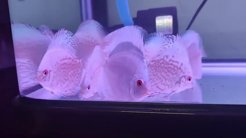 White Butterfly Discus, view 5