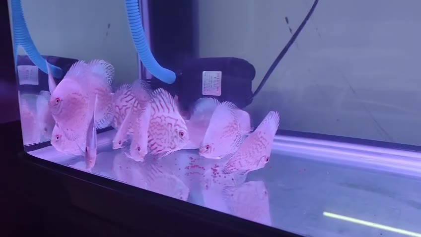 White Butterfly Discus, view 6