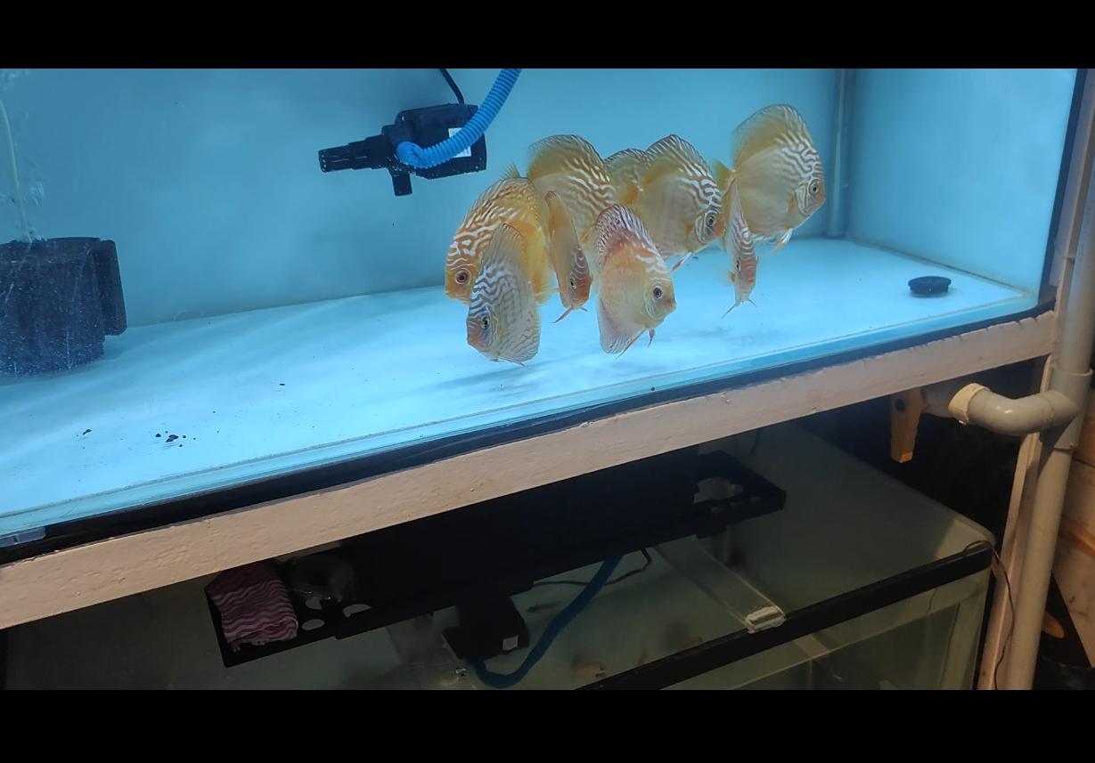 Wild Cross Curipera Discus