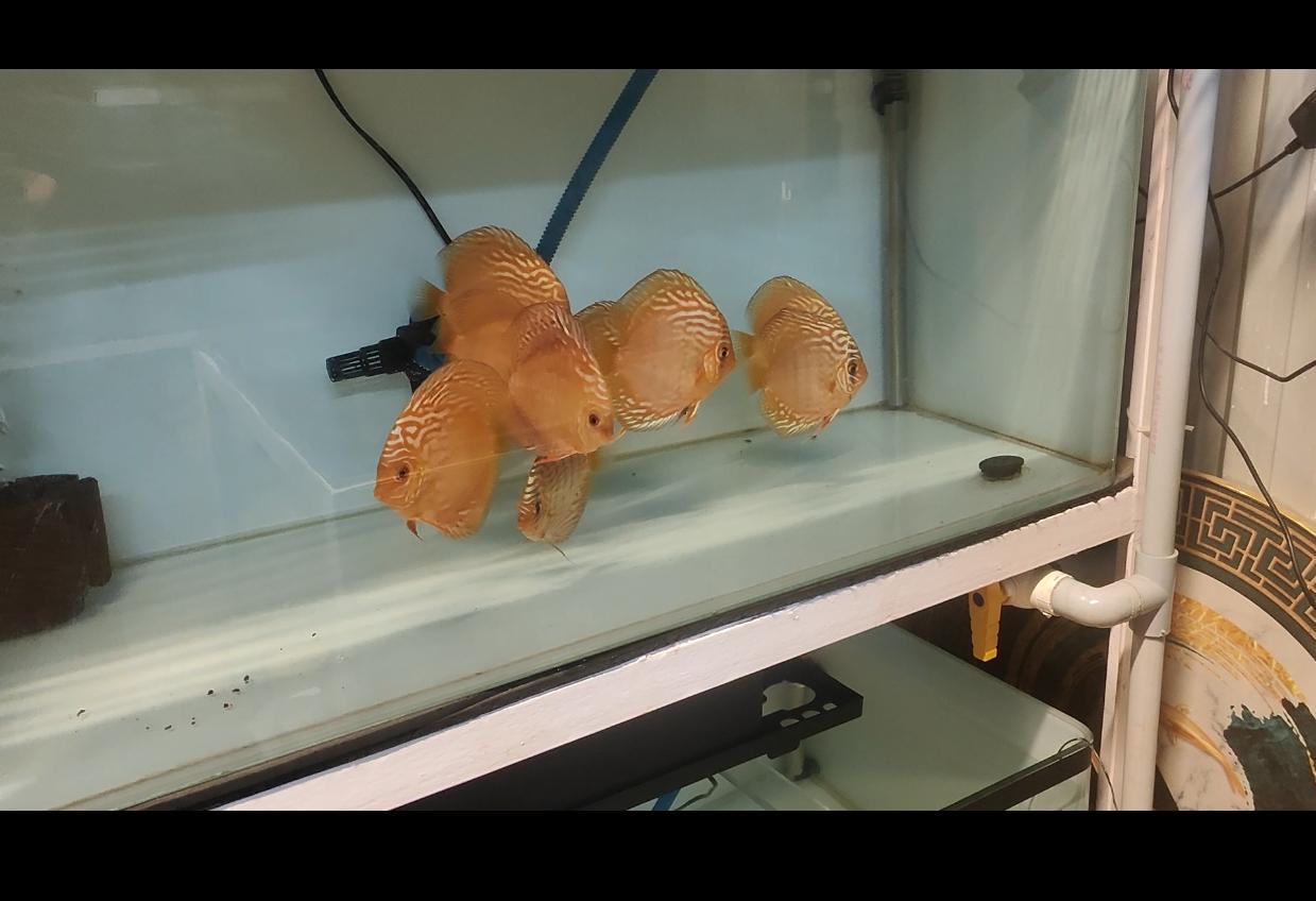 Wild Cross Curipera Discus, view 2