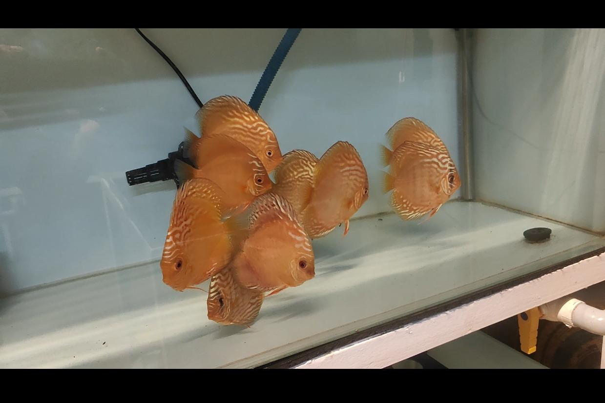 Wild Cross Curipera Discus, view 3