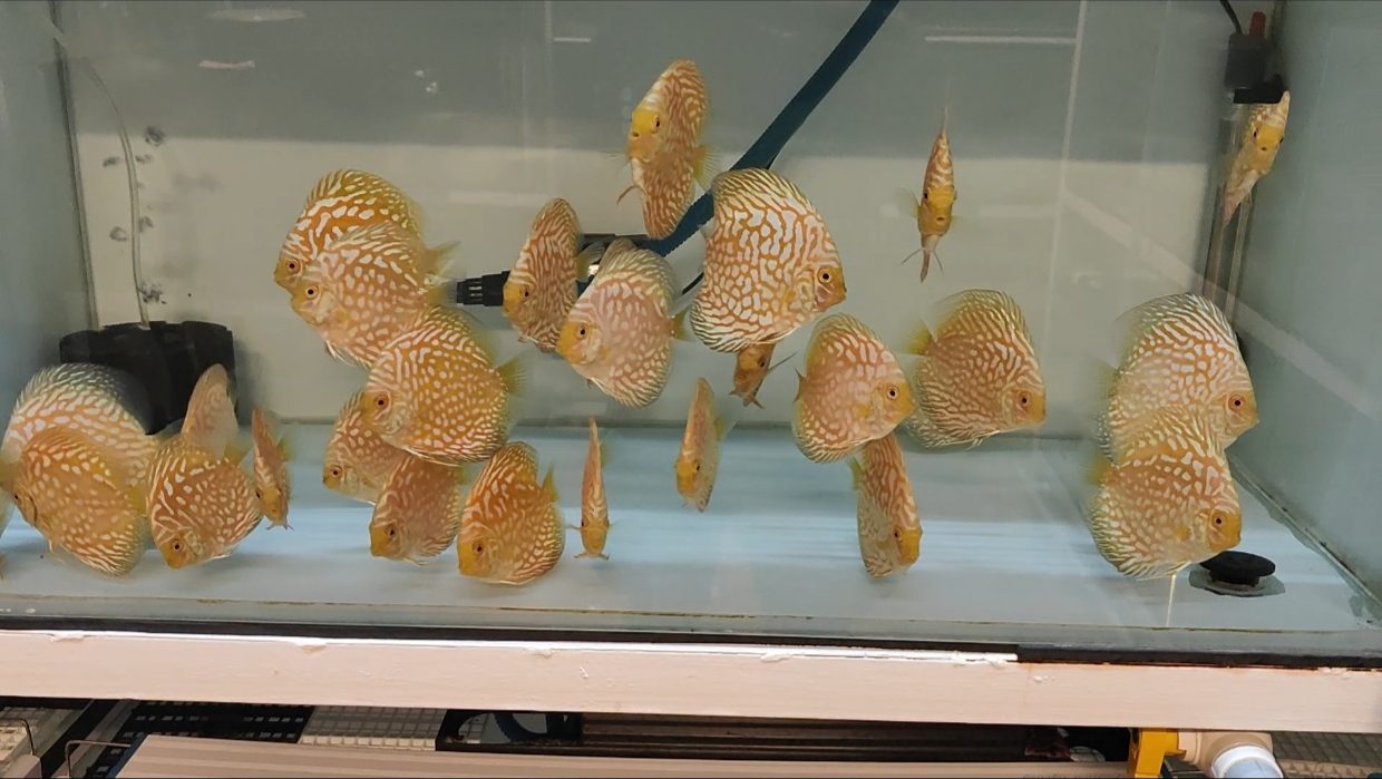 Yellow Panda Eagles